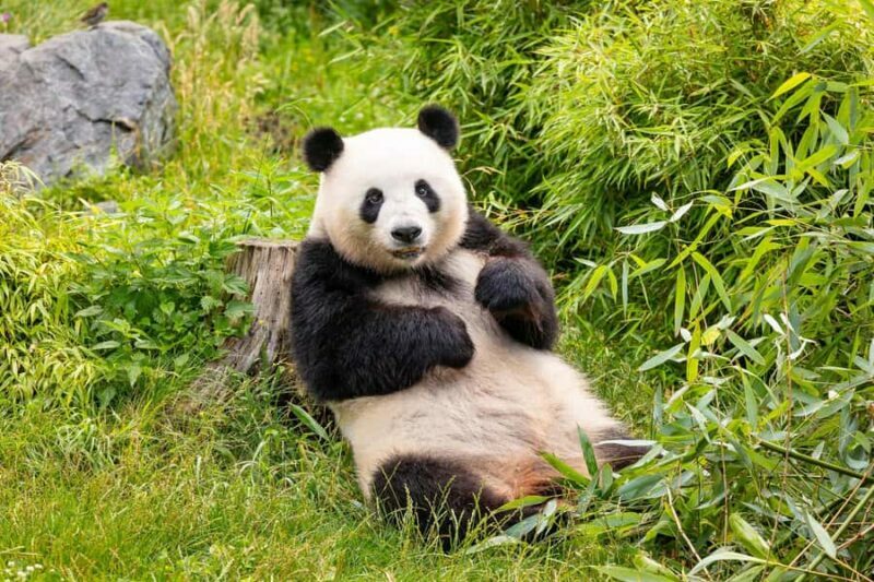 Beijing: Beijing Zoo Official Entry Ticket with Panda House - Practical Details & Logistics