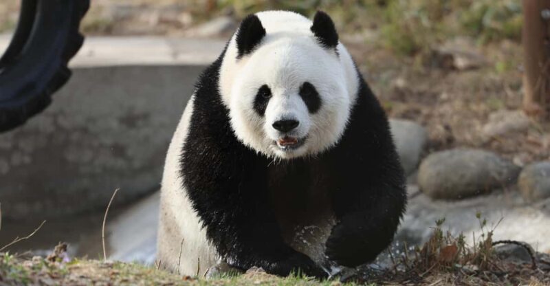 Beijing: Beijing Zoo Ticket; Fast and Smooth - Key Points