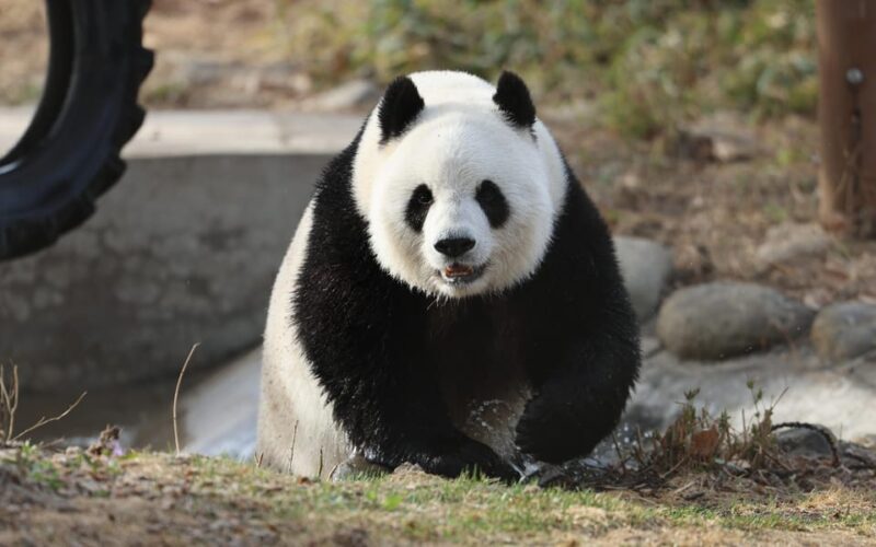 Beijing: Beijing Zoo Ticket; Fast and Smooth - Zoo Experience Highlights