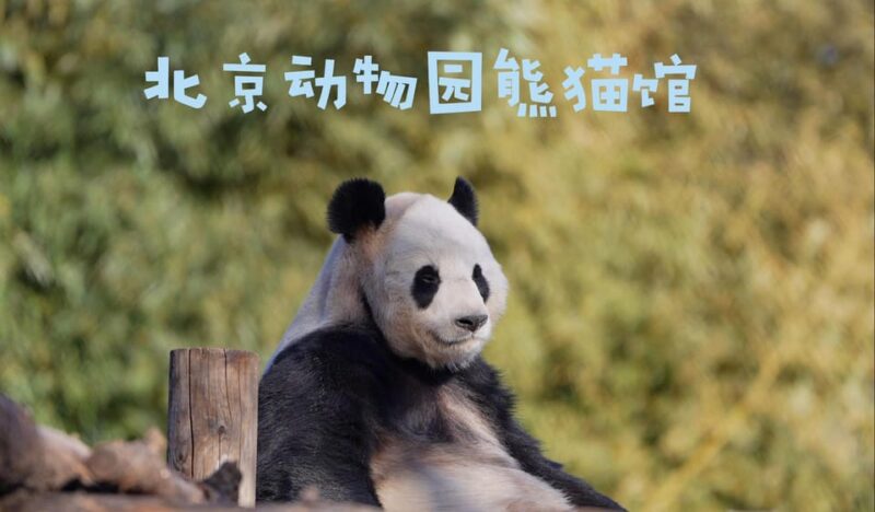 Beijing: Beijing Zoo Ticket; Fast and Smooth - Animal Exhibits
