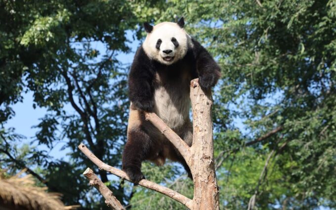 Beijing: Beijing Zoo Ticket; Fast and Smooth - Customer Reviews