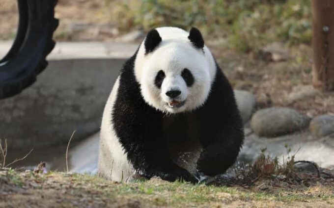 Beijing: Beijing Zoo Ticket; Fast and Smooth - Frequently Asked Questions