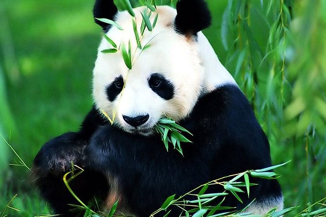 Beijing Historical Tour II Including Summer Palace, Lama Temple & Panda Garden - Lama Temple Highlights