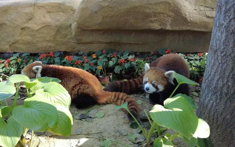 Beijing: Panda House Ticket (Zoo) October-limited Discount - An Honest Look at the Panda House Ticket Experience