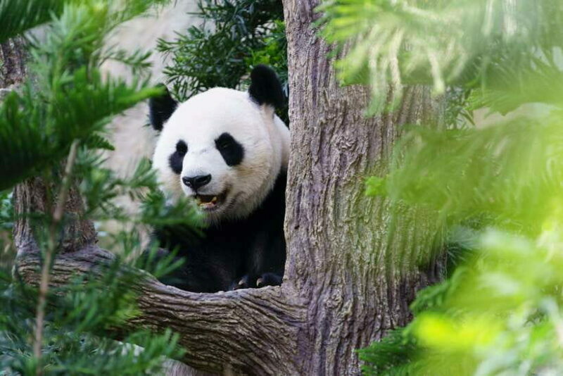 Beijing: Panda House Ticket (Zoo) October-limited Discount - Final Thoughts: Why Choose This Ticket?