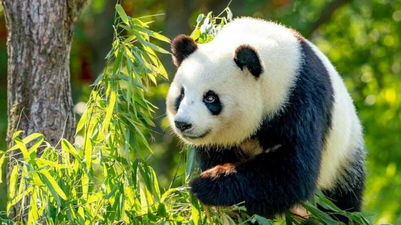 Beijing: Panda House Ticket (Zoo) October-limited Discount - FAQs