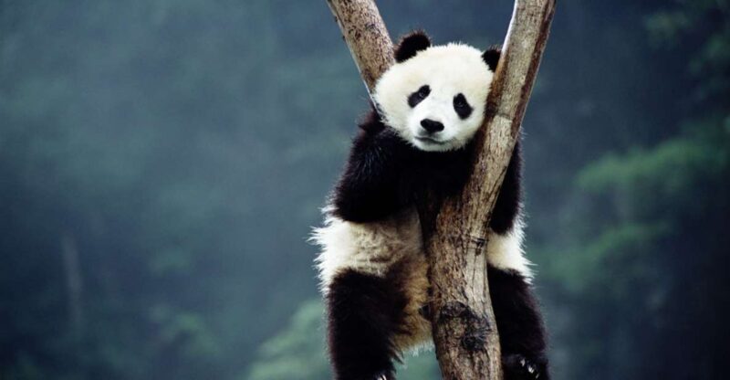 Beijing: Temple of Heaven, Panda House & Summer Palace Tour - Itinerary Highlights