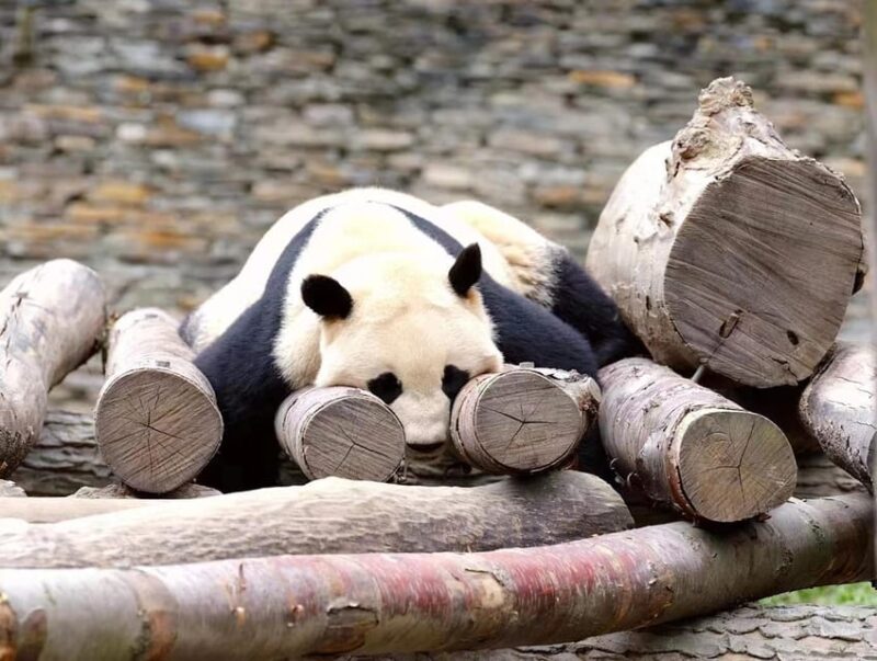 Beijing: The Beijing Zoo Entry Ticket - Customer Reviews and Feedback