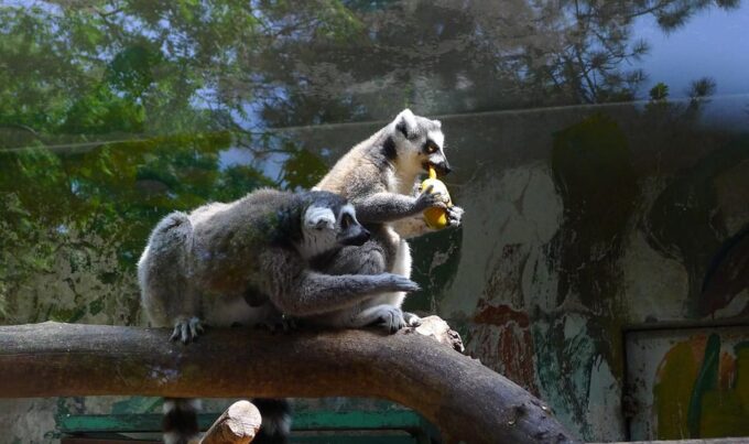 Beijing: The Beijing Zoo Entry Ticket - Visiting the Beijing Zoo
