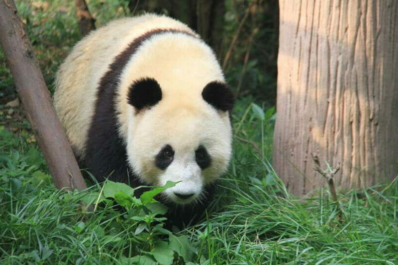 Beijing: The Beijing Zoo Entry Ticket with Pandas - Key Points