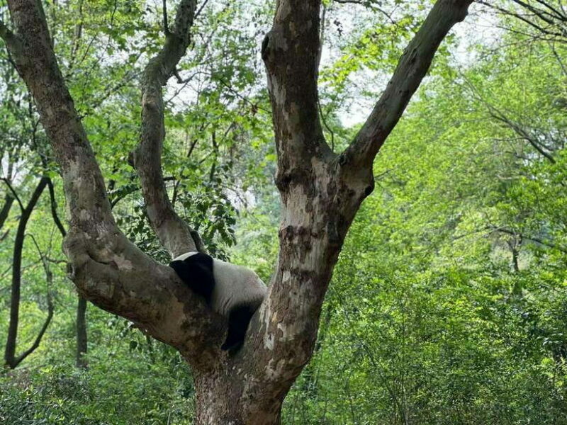 Beijing: The Beijing Zoo Entry Ticket with Pandas - Practical Tips for Visitors