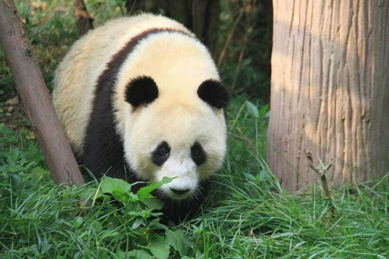 Beijing: The Beijing Zoo Entry Ticket with Pandas - Authentic Insights from Travelers