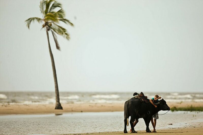 Belém: 2, 3 or 4-Day Marajó Island Excursion With Lodging - 2-Day Itinerary