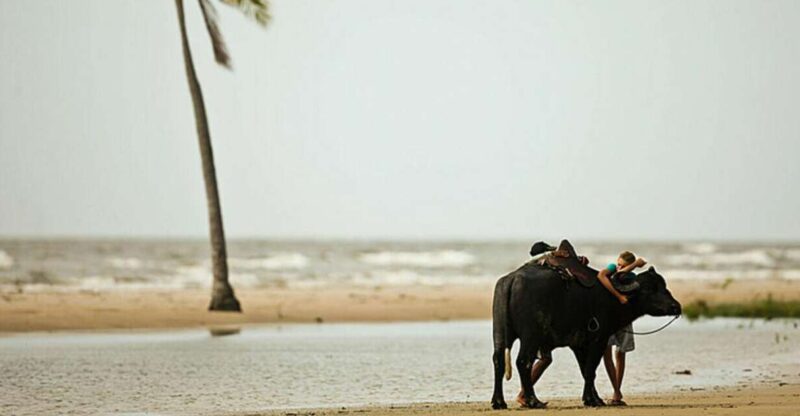 Belém: Marajó Island Day Trip With Buffalo Farm Visit - Key Points