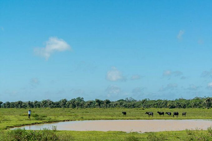 Belém: Marajó Island Day Trip With Buffalo Farm Visit - Pickup and Drop-off Details