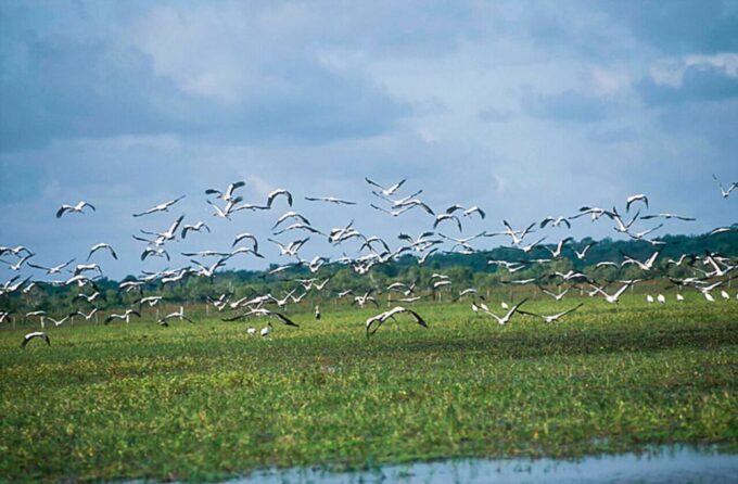 Belém: Marajó Island Day Trip With Buffalo Farm Visit - Potential Itinerary Changes