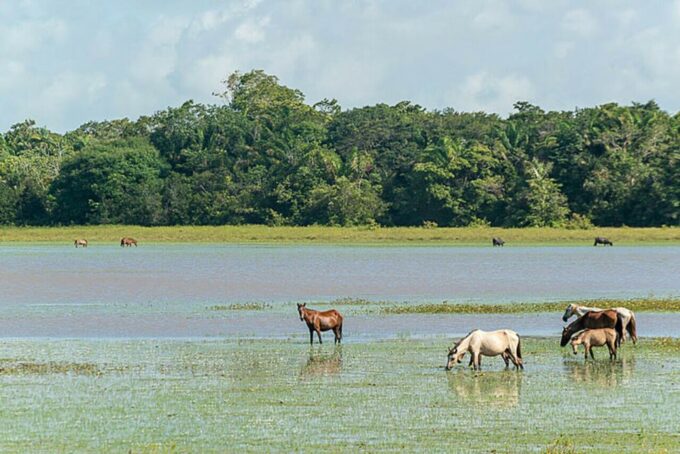 Belém: Marajó Island Day Trip With Buffalo Farm Visit - Frequently Asked Questions