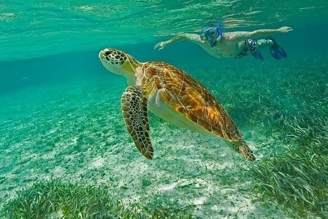 Belize Hol Chan Marine Reserve & Shark Ray Alley Snorkel Tour - Ambergris Caye - Shark Ray Alley