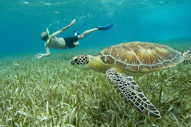 Belize Hol Chan Marine Reserve & Shark Ray Alley Snorkel Tour - Ambergris Caye - Snorkeling Experience
