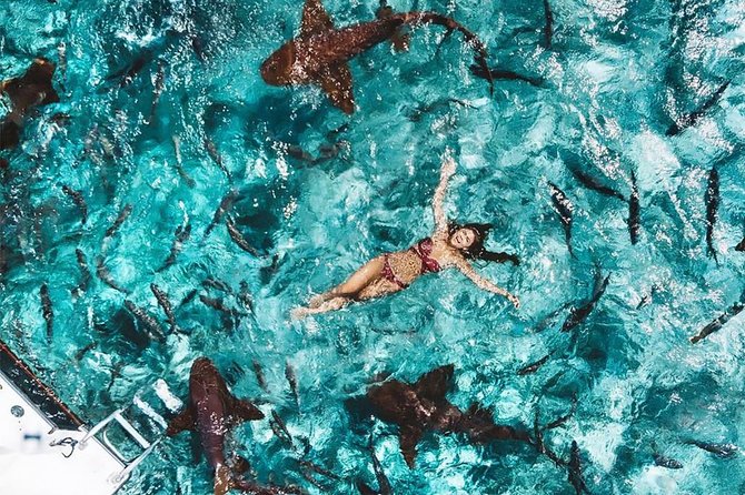 Belize Hol Chan Marine Reserve & Shark Ray Alley Snorkel Tour - Ambergris Caye - Additional Details