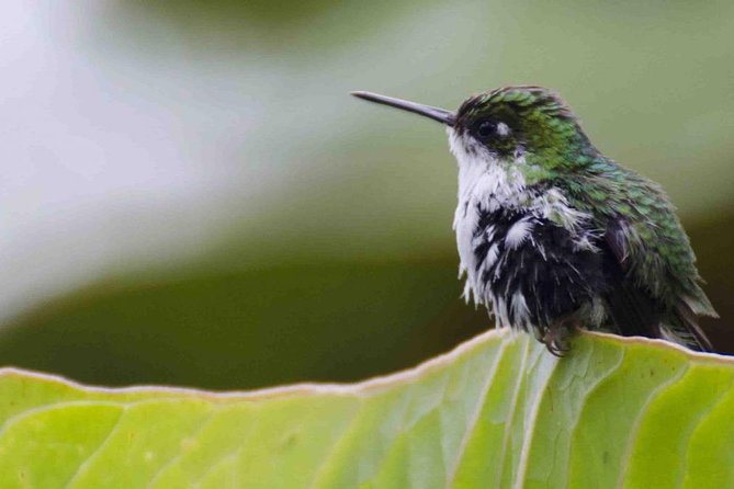 Bellavista Cloud Forest Reserve - Full Day - Included Amenities