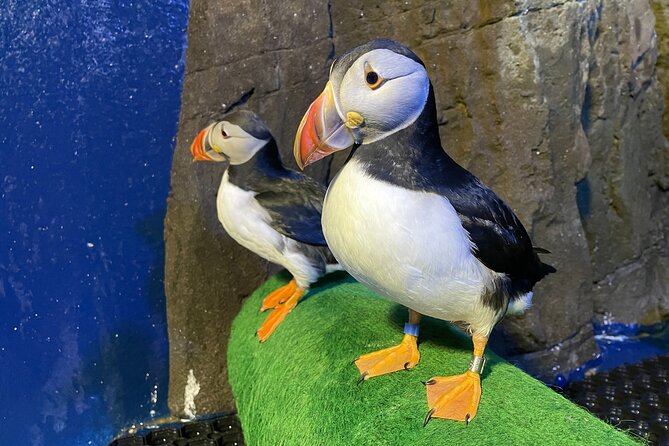 Beluga and Puffin Sanctuary Visitor Centre With Aquarium - Visitor Information