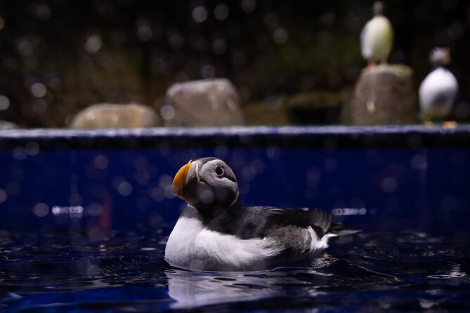Beluga and Puffin Sanctuary Visitor Centre With Aquarium - Accessibility