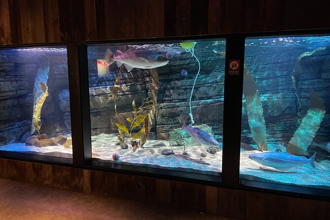 Beluga and Puffin Sanctuary Visitor Centre With Aquarium - Booking Details
