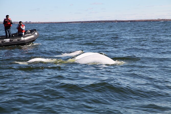 Belugas, Bears and Blooms in Churchill Manitoba - Beluga Whale Encounters