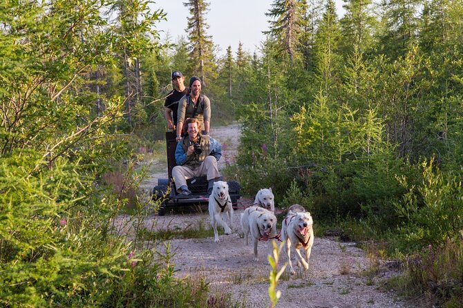 Belugas, Bears and Blooms in Churchill Manitoba - Polar Bear Safaris
