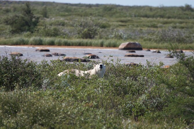 Belugas, Bears and Blooms in Churchill Manitoba - Travel Insurance Coverage