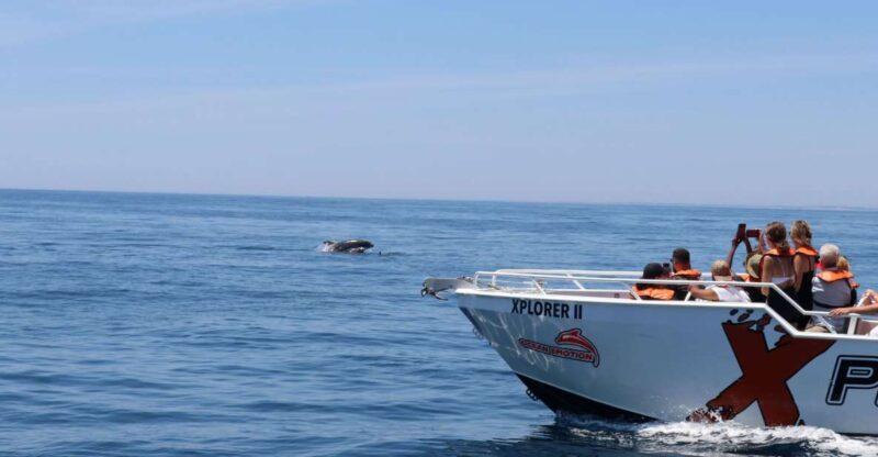 Benagil: 2.5-Hour Coastal Exploration and Dolphins Tour - Key Points