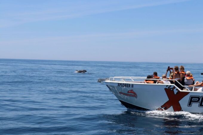 Benagil: 2.5-Hour Coastal Exploration and Dolphins Tour - Customer Reviews
