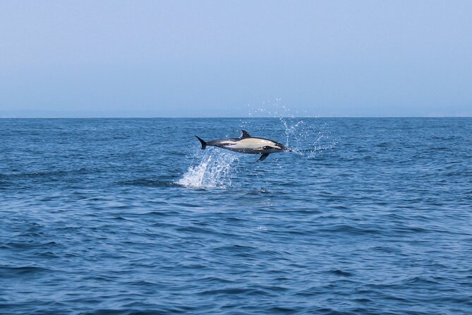Benagil Caves and Dolphins Tour - Salema Beach - Tour Details