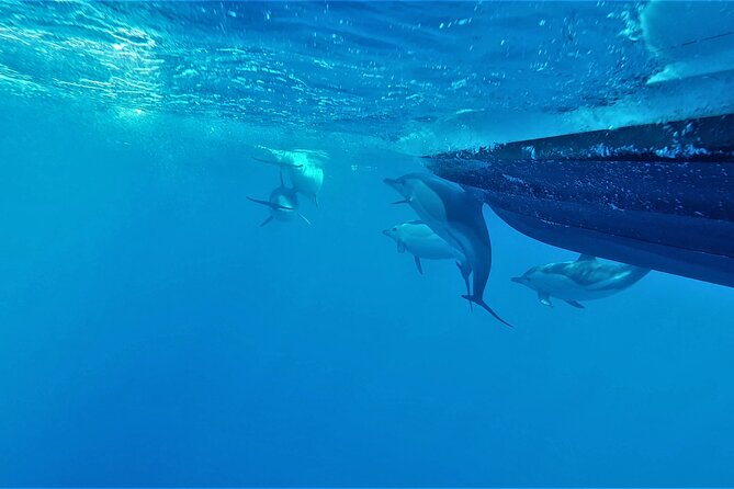 Benagil Caves Visit With Dolphins Watching From Albufeira - Dolphin Spotting Along the Coast