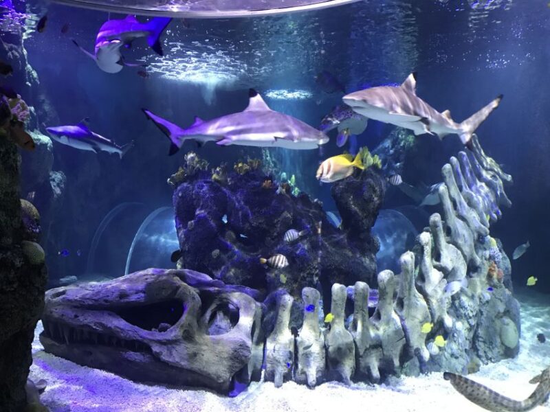 Benalmadena Aquarium Visit - Experience Highlights