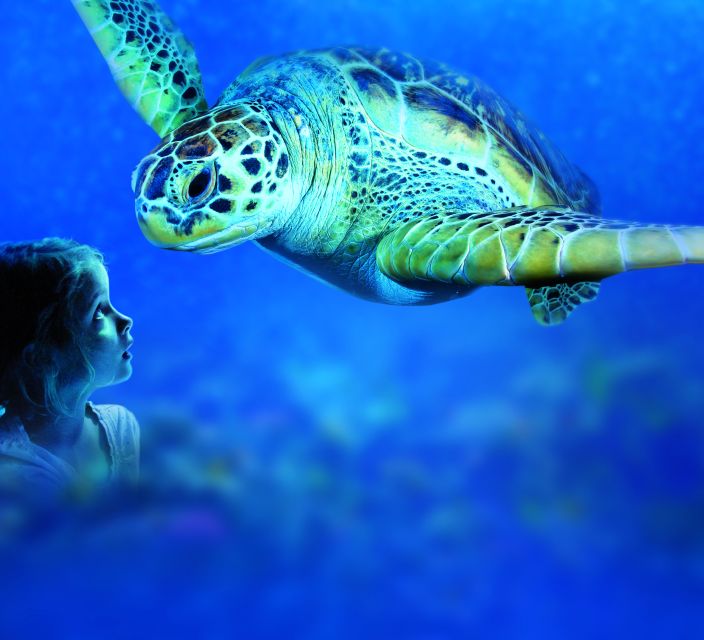Benalmadena Aquarium Visit - Marine Life Encounters
