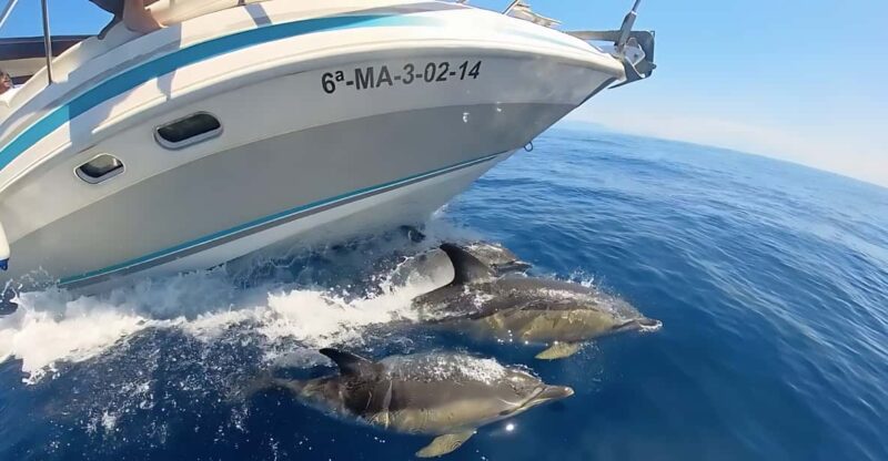 Benalmadena: Dolphin Sighting Boat Tour - Key Points
