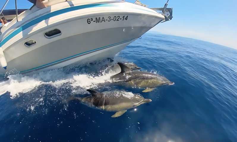 Benalmadena: Dolphin Sighting Boat Tour - Itinerary and Highlights