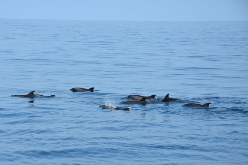 Benalmadena: Dolphin Watching Boat Tour - Key Points
