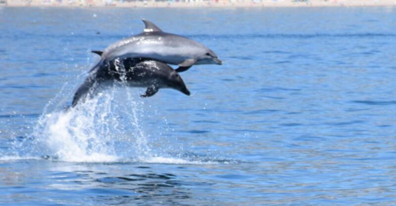 Benalmadena: Dolphin Watching Boat Tour - Experience and Itinerary