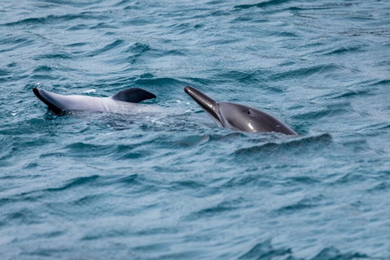 Benalmadena: Dolphin Watching Boat Tour - Additional Features
