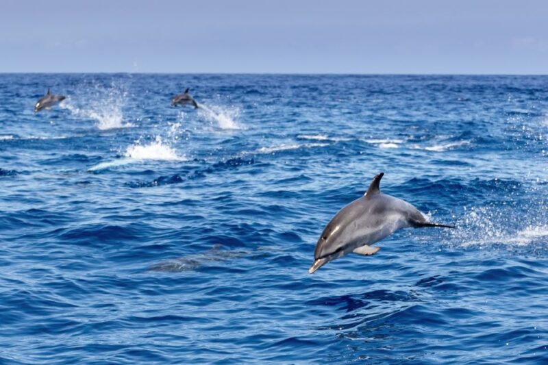 Benalmadena: Dolphin Watching Boat Tour - Customer Reviews and Ratings