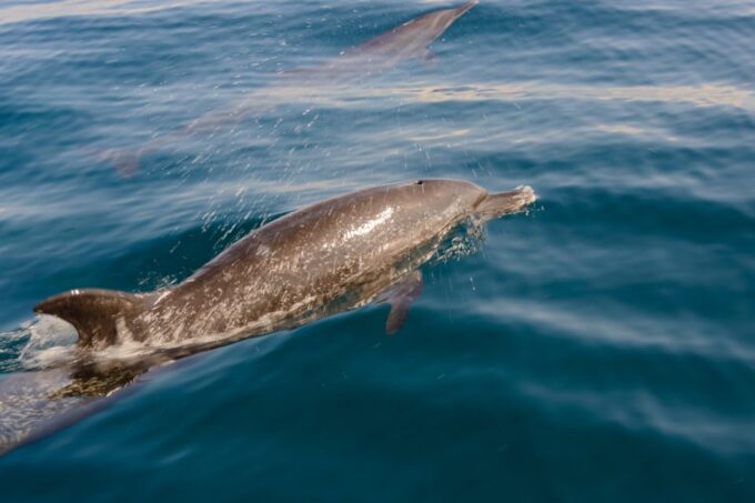 Benalmadena: Dolphin Watching Boat Tour - Booking and Cancellation Policy