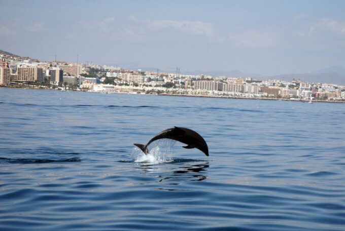 Benalmadena: Dolphin Watching Boat Tour - Frequently Asked Questions