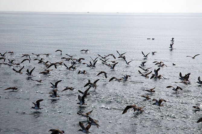 Benalmádena Ferry - Fuengirola - Meeting and Pickup Arrangements