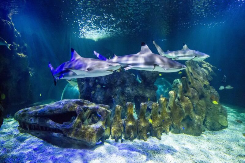 Benalmádena: Sea Life Benalmádena Premium Entry Ticket - Marine Species Showcase