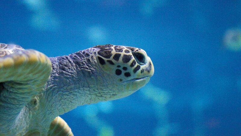 Benalmádena: Sea Life Benalmádena Premium Entry Ticket - Scheduled Presentations and Activities