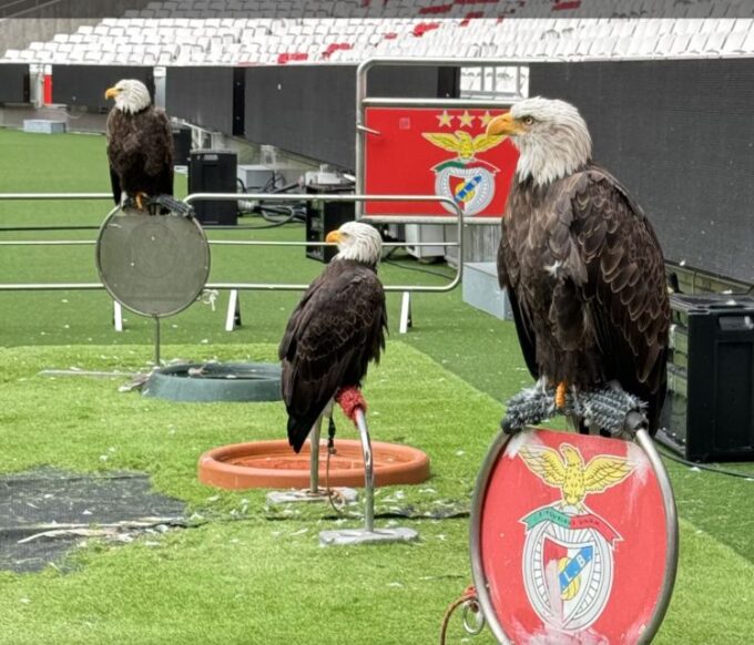 Benfica Stadium and Museum Tour - Frequently Asked Questions