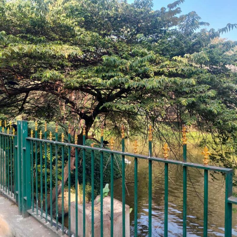 Bengaluru: Cubbon Park Nature Walking Tour - Key Points